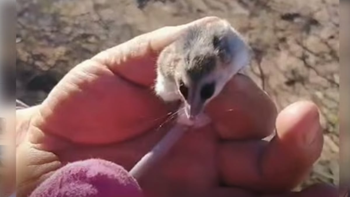 Cuando la estepa se asoma en la cocina: qué hacer si aparece fauna silvestre en casa