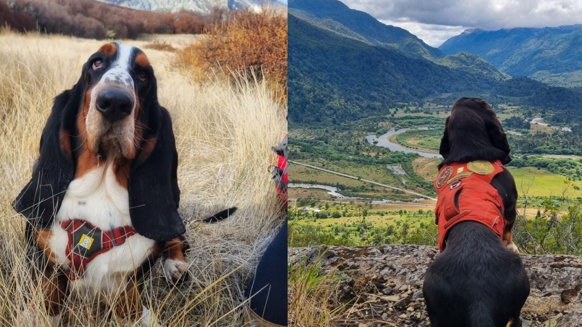 Humboldt, el basset hound que se sienta en el barro patagónico y le cambia la jornada a los científicos