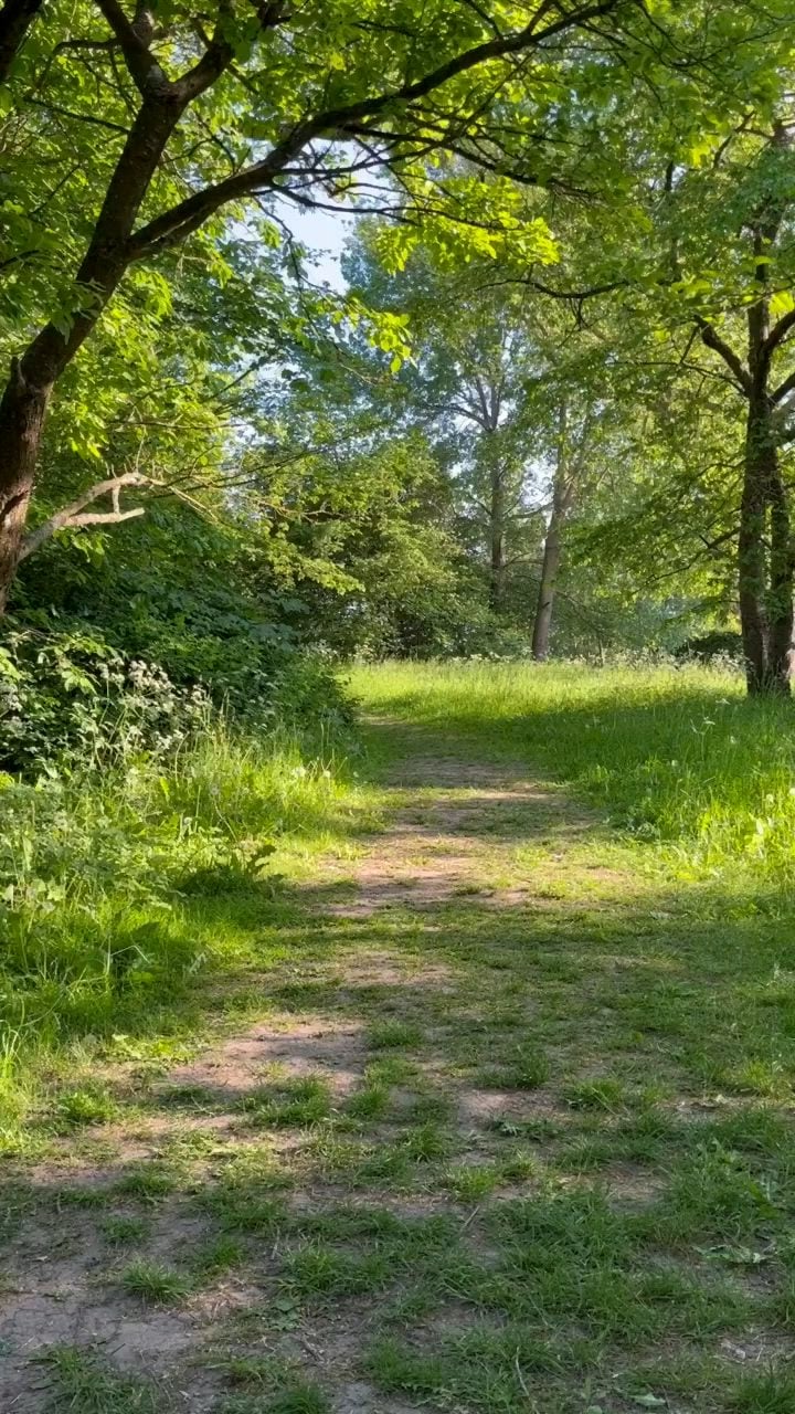 Shinrin-yoku: la ciencia detrás de caminar entre árboles para bajar el estrés
