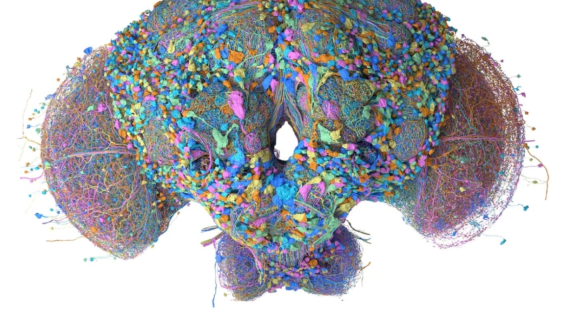 Un cerebro de mosca en formato digital sirve para filtrar correos y mover a un personaje de Doom