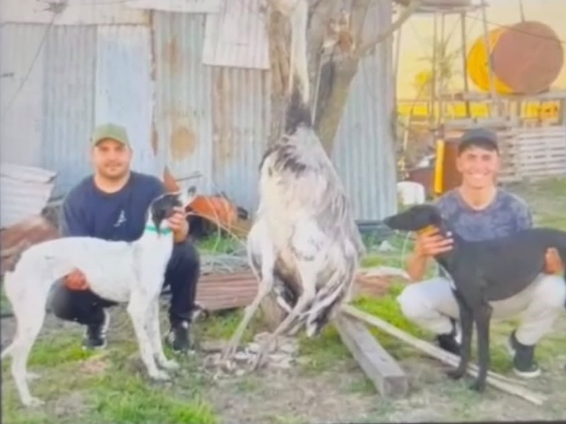 Dos hombres imputados por la caza de un ñandú con galgos en un campo de Pergamino