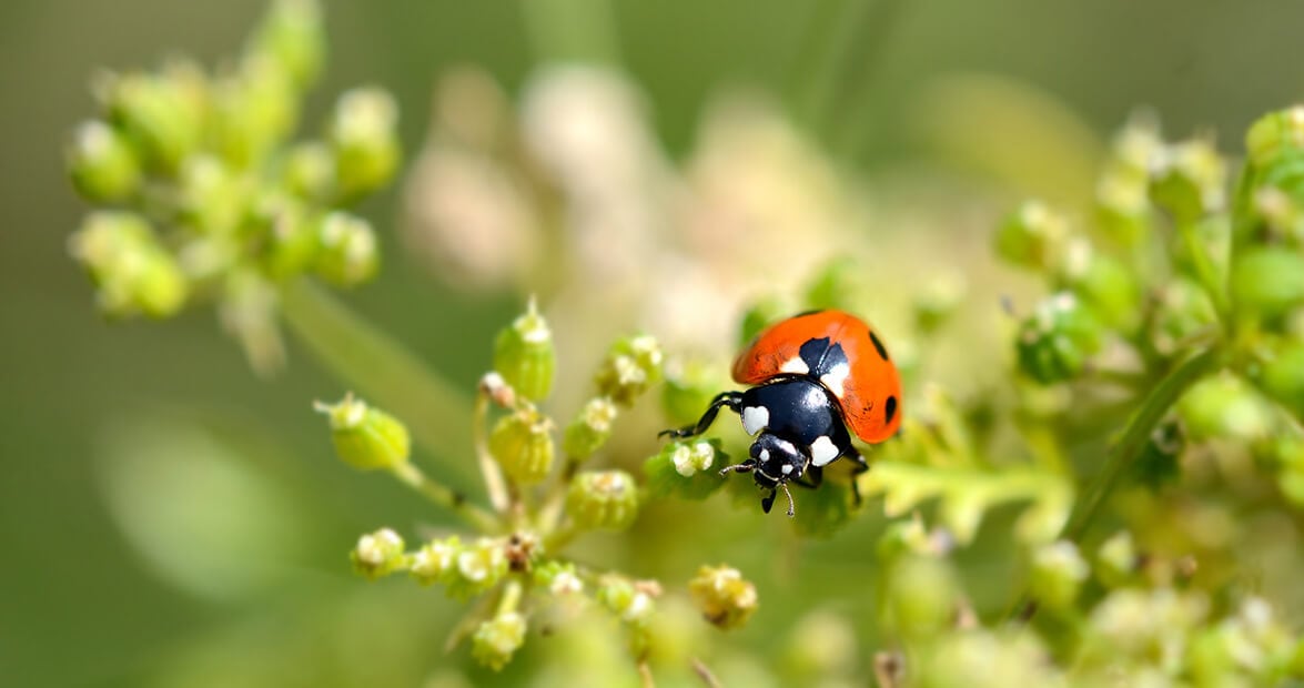 Con la llegada del calor, el jardín pide recetas de la cocina: ortiga, ajo y naranja para mantener a raya a las plagas sin química