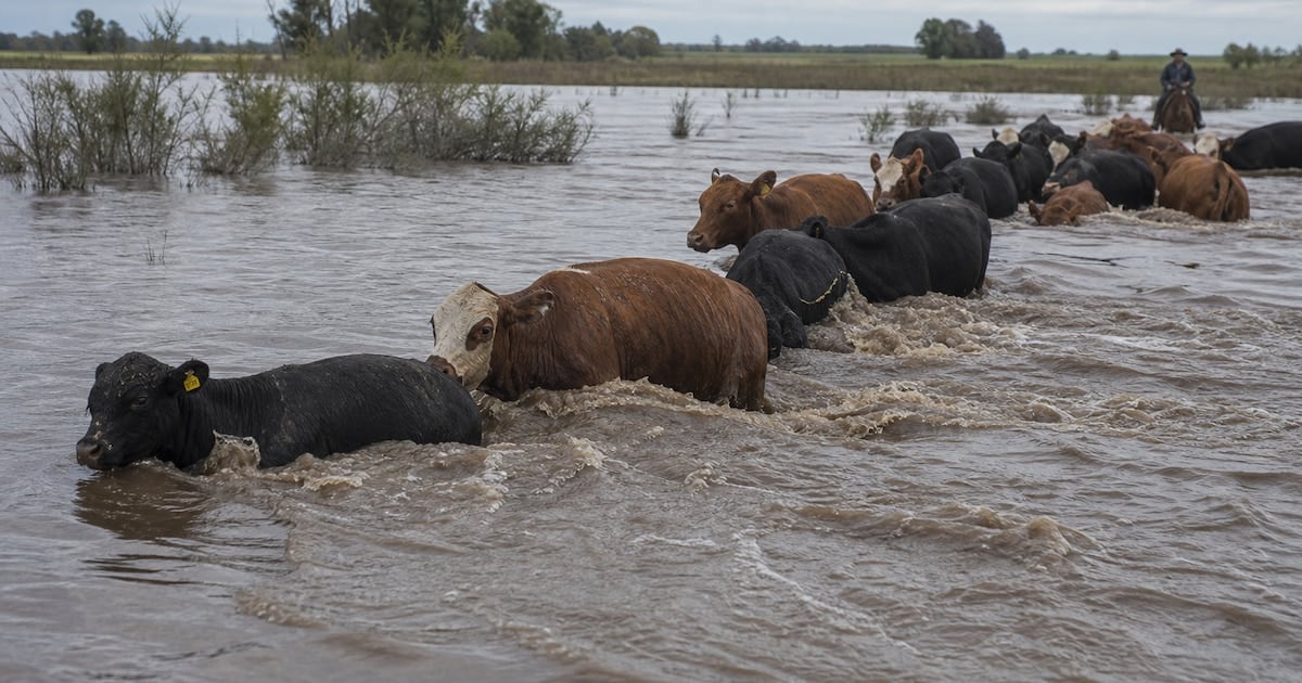 La Niña vacía corrales en Corrientes y empuja la carne al mostrador
