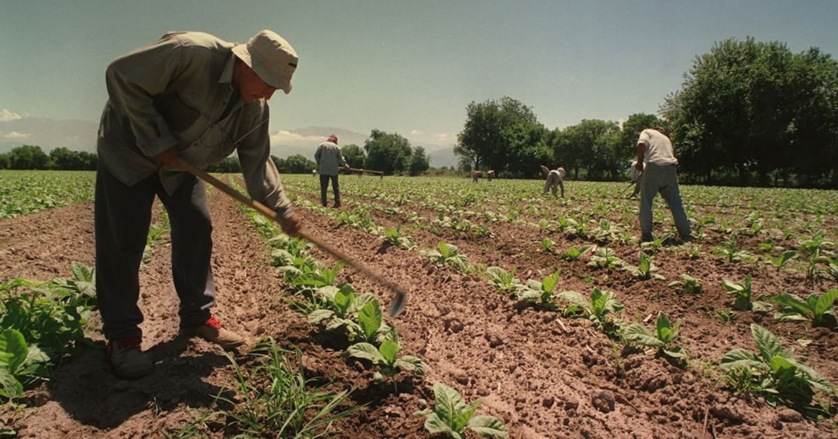 Asignaciones en el surco: el campo temporal conserva por un año más el piso de la AUH