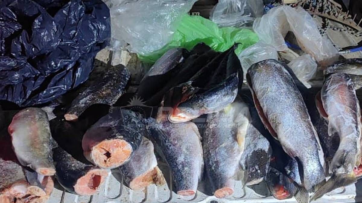 Pesca en la Patagonia neuquina: la ventana previa al 1 de noviembre, con cupos estrictos y controles en la Ruta 237