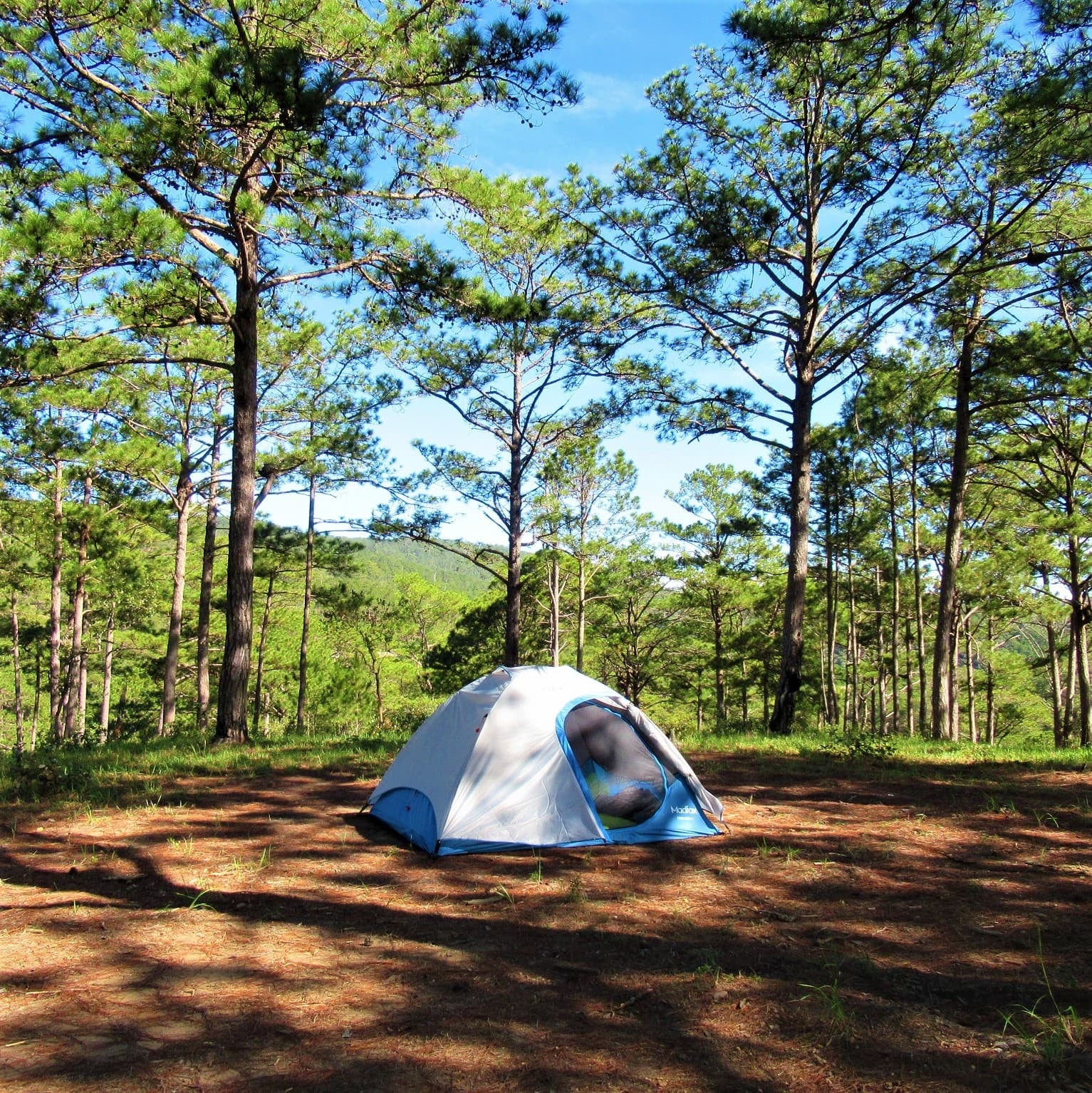 Huttopia eligió un bosque de pinos en Mar Azul para su desembarco en la Argentina